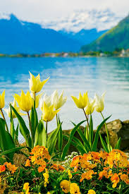 It was owned by several entities, from pablo hoch to redacted for privacy, it was hosted by hetzner blumenlexikon.melaxis has a decent google pagerank and bad results in terms of yandex topical citation index. 1001 Blumenarten Bilder Und Interessante Fakten