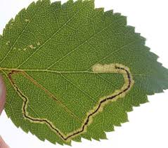 Image result for Stigmella lapponica