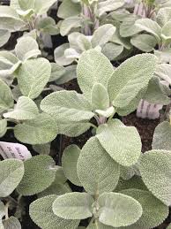 Image result for Bergia salaria