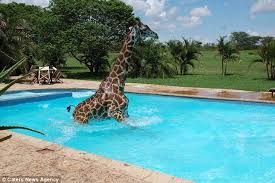 So Where S The Deep End Then The Moment Unlikely Guest Monduli The Giraffe Took A Dip In Club Swimming Pool Giraffe Pet Resort Pool