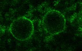 Maybe you would like to learn more about one of these? Plantae The Unknown Unknowns Of Plant Cell Biology Identifying The Functions Of Conserved Single Copy Genes Plantae