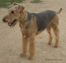 Airedale Terrier Dog Breed Information And Pictures