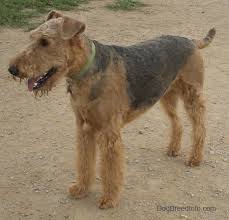 airedale terrier dog breed information and pictures