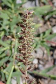 Image result for Tragus pedunculatus