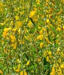 Image result for Crotalaria comosa
