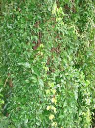 Image result for Dolichandra