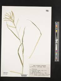 Image result for Acrachne racemosa