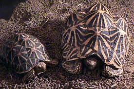 Tortoise Trust Web Star Tortoise Basics