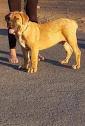 Olx south africa, find now all puppies classified ads in western cape. Boerboel Dogs Or Puppies For Sale In Western Cape Dogs Puppies Public Ads