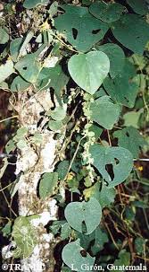 Image result for Cissampelos torulosa