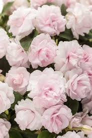 Image result for Impatiens oreocallis