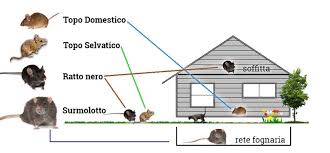 Questi roditori, infatti, sono portatori di parassiti e agenti patogeni potenzialmente gravissimi. Derattizzazione Disinfestazione Ratti E Topi Varese