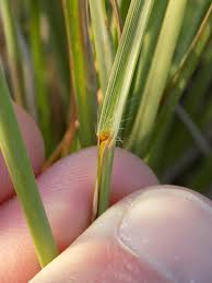 Image result for Paspalum plicatulum
