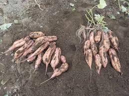 サツマイモ試し掘り: oyaziのブログ