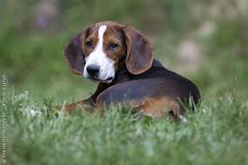 Maybe you would like to learn more about one of these? 38 Balkan Hound Ideas Hound Balkan Dogs