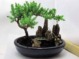 9greenbox Bonsai Juniper Tree Zen Garden With Pool Fishman 21 19 Juniper Bonsai Zen Garden Bonsai Tree