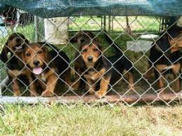 New and used items, cars, real estate, jobs, services, vacation rentals and more virtually anywhere in ontario. Basset Hound Puppies For Sale
