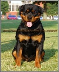 These lovable, energetic rottweiler puppies grow into intelligent and courageous working class dogs. German Rottweiler Puppies For Sale Rottweiler Puppies Rottweiler Puppies For Sale German Rottweiler
