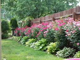 Knockout Roses And Hostas Planted Along Fence This Is So Beautiful Garten Bepflanzen Garten Pflanzen