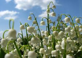 10 Spring Plants That Are Dangerous for Dogs and Cats