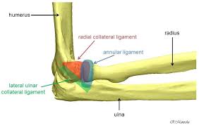 An elbow dislocation usually occurs when a young child falls on a hand with the elbow flexed. Https Ir Lib Uwo Ca Cgi Viewcontent Cgi Article 5237 Context Etd