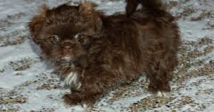Black And Brown Puppy Names Names For A Brown Dog Select From Hundreds Of Choices Brown Dog Brown Shih Tzu Shih Tzu Puppy