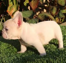 We also provide the option for no akc papers when pups are sold as pets only, with no breeding rights. Buy French Bulldogs Online Colorado Springs Pine Bluff Ar Apt 420 Ny 1002 Abany New York Animal Pet