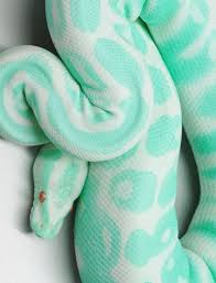 Pin By Ed James On I Like This Albino Animals Reptiles Snake