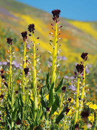 Image result for Lepidagathis eriocephala