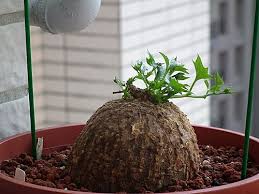 Image result for Trochomeria macrocarpa