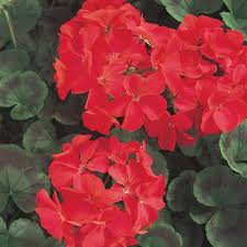 Image result for Geranium