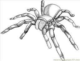 However, there are many colorful varieties that could spark the interest of young minds. Raw A Tarantula Spider Step 5 Coloring Page For Kids Free Spider Printable Coloring Pages Online For Kids Coloringpages101 Com Coloring Pages For Kids