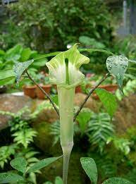 Manudev and others published taxonomic revision of arisaema (araceae) sect. Arisaema Yamatense Wikipedia