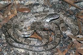 Pin On Reptiles