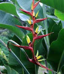 Heliconia Subulata Heliconia Plant Heliconia Ornamental Plants