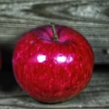 Deep Red Apple by Arlene Carmel wholesale