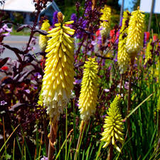 Image result for Kniphofia grantii