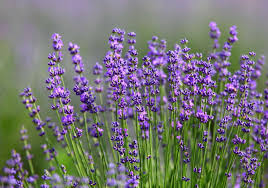 Werden die bedürfnisse des lavendels beachtet, erhält man eine pflegeleichte pflanze, die den garten verziert und schmetterlinge und bienen anzieht. Lavendel Alles Zu Sorten Anbau Pflege Plantura