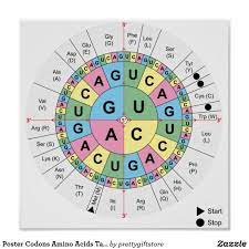 poster codons amino acids table genetic code dna zazzle com transcription and translation genetics coding