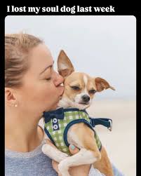 Amanda brought her dogs (@jonathanwarrenlifestyle)