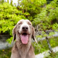 Often owners do not recognize it or fail to locate the smell if they do. 8 Possible Causes For Your Dog S Bad Breath