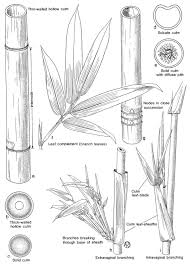 Bamboo Identification Guide Guadua Bamboo Bamboo Species Bamboo Crafts Bamboo Garden