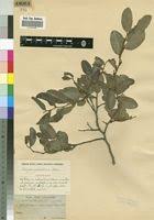 Image result for Xylopia odoratissima