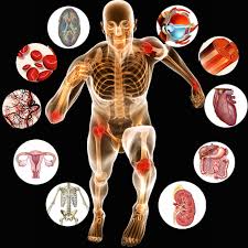 Image result for human body outline with organs