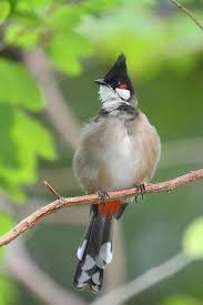Pin On Bird Watching