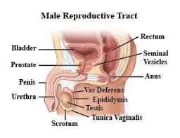 Savesave male anatomy _side view_ labelled.pdf for later. Draw A Labelled Diagram Of Human Male Reproductive System
