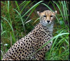 Male Northern Cheetah At Chester Zoo Chester Zoo Zoo Cheetah