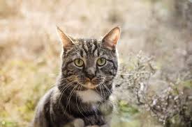 Cats molt out old whiskers and grow in new ones, just like any other sort of hair. Do Cat Whiskers Grow Back Pet Love That