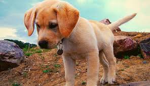 Todos ellos en su condición de. Conoce Las 15 Razas De Perros Mas Populares En Estados Unidos