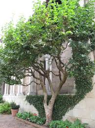 Cornelian Cherry Cornus Mas I Need To Learn How To Train Mine Like This Deciduous Trees Plant Magic Cornus Mas